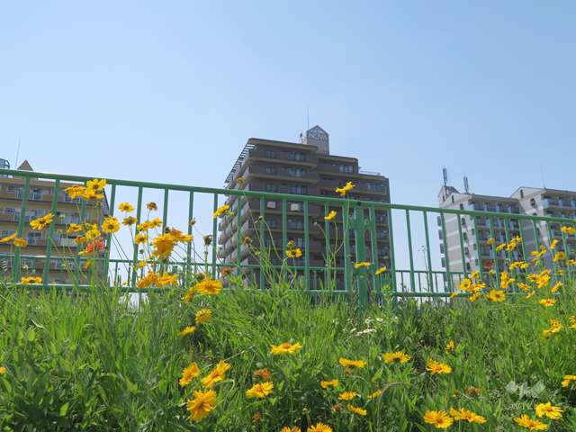 大正川側から見たNOVA茨木の遠景