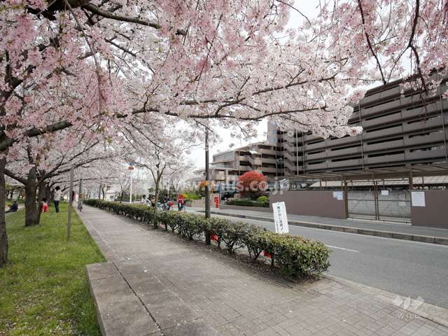 『水尾公園』は春になると桜がきれいです。