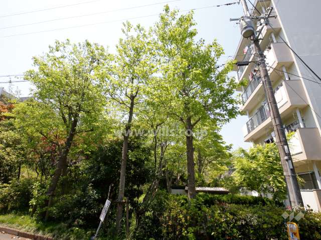陽和台第3住宅5号棟の南側は木々が茂り、緑豊かです。