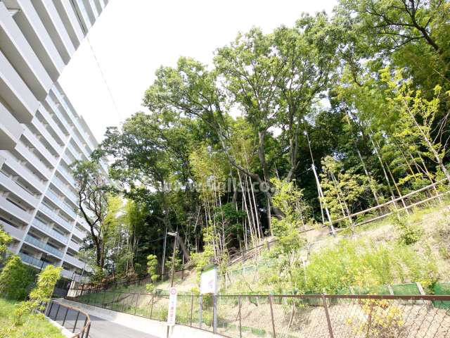 敷地南側の緑地