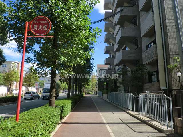 敷地北側の前面道路。歩道付きの街路樹のきれいな通りです。