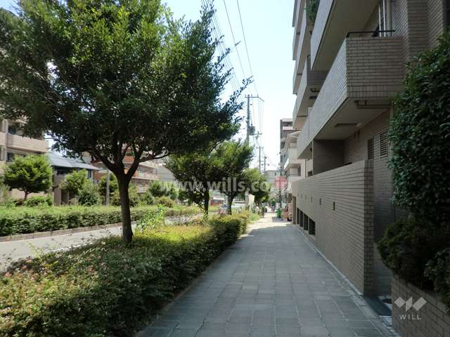 敷地東側の前面道路。歩道、街路樹がある通りです。