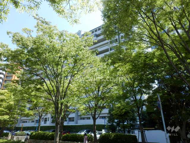 敷地北側は街路樹のきれいな通りです。