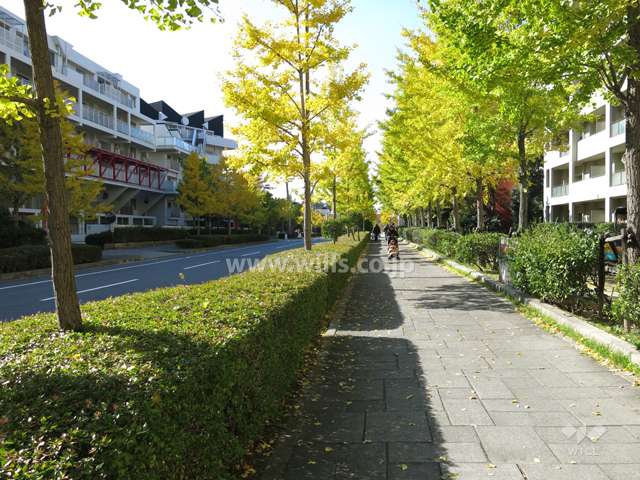 敷地南側の前面道路