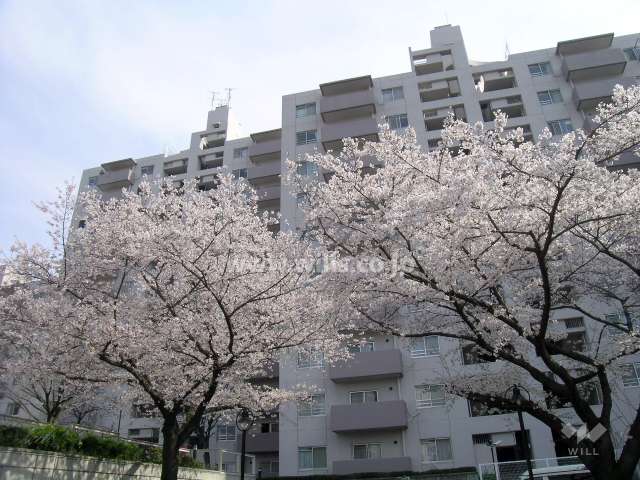 桜の時期は敷地内の桜がきれいです。
