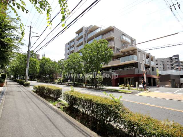 敷地東側の前面道路。街路樹が並ぶ通りです。