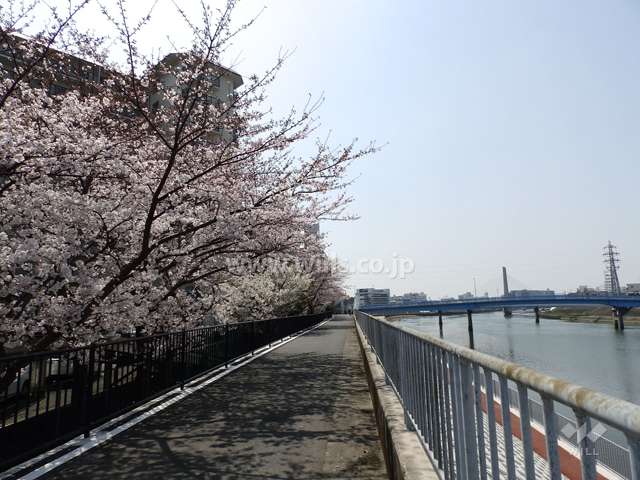 敷地の西側は堤防を挟んで川が流れています。