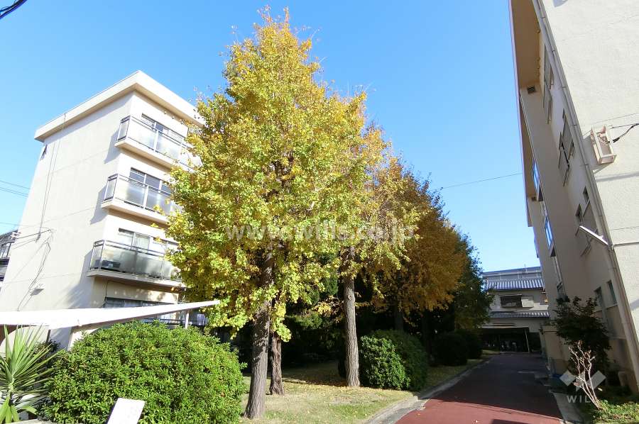 敷地内には植栽が植えられています