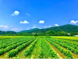 永柳 遥菜の好きなもの3